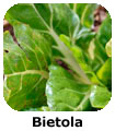 Bietola